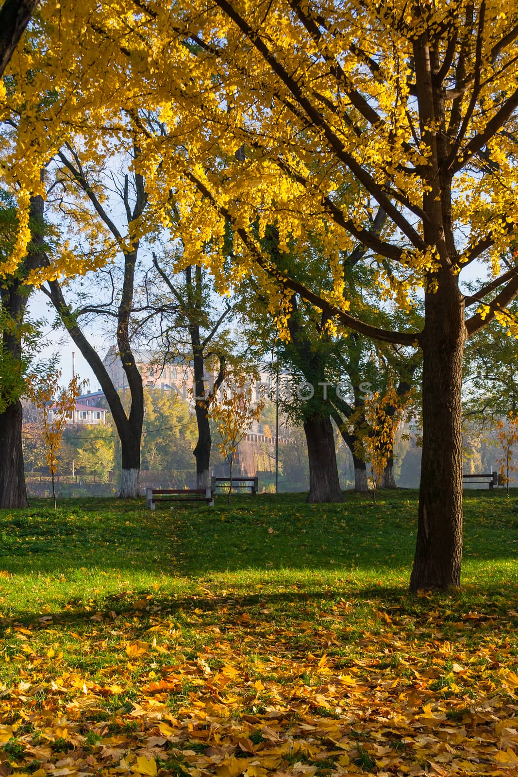 yellowed leaves fell from the tree on the green grass in the morning early autumn