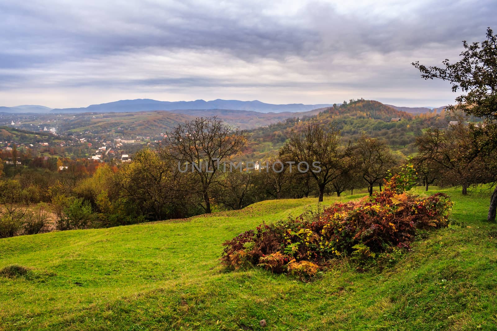 apple orchard and a wild rose bush on top of the mountain in late autumn cloudy day