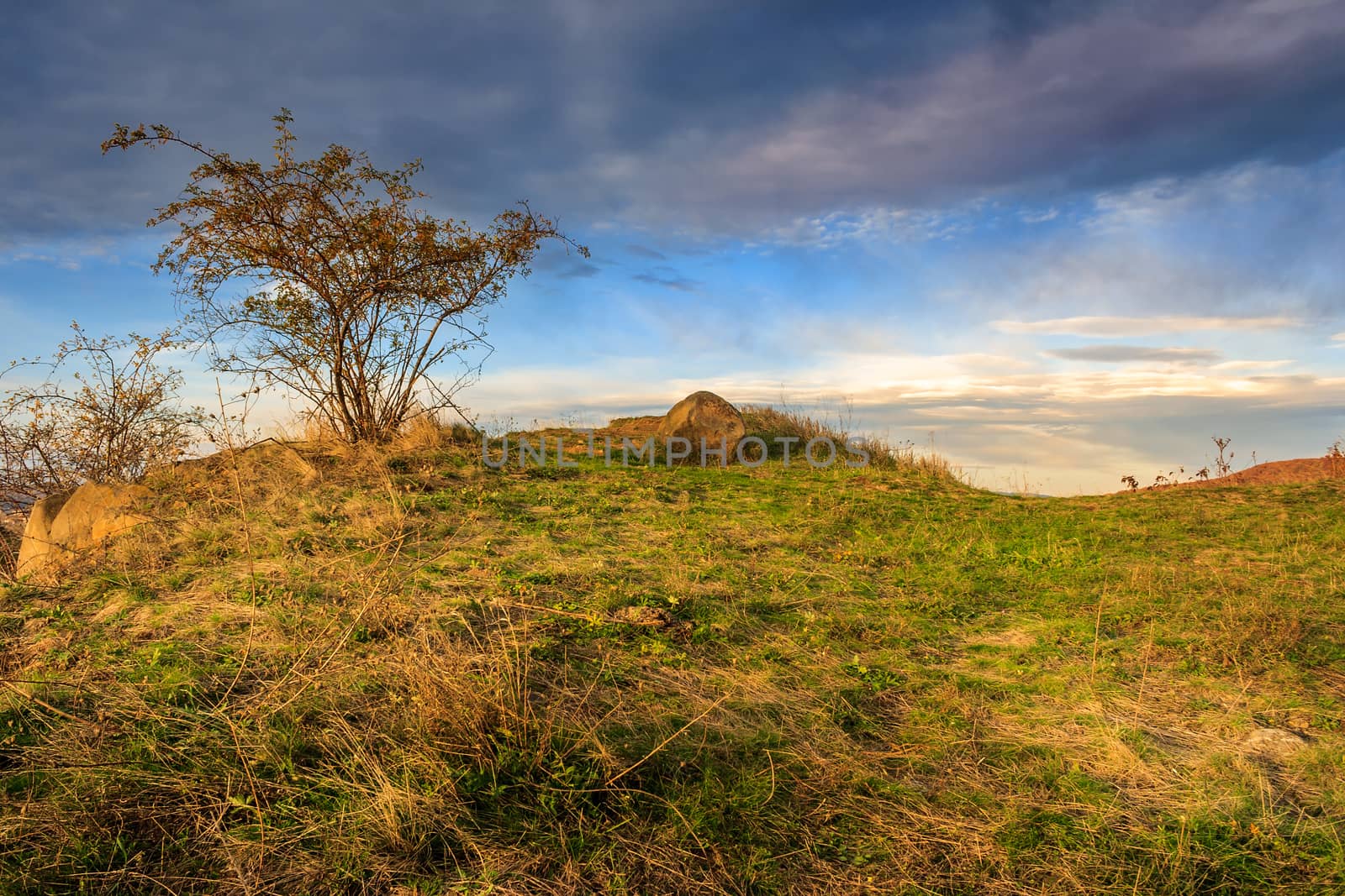 wild rose bush and stone among the yellowed grass on a hill in late autumn