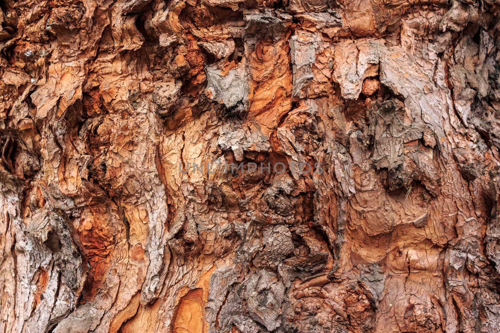 Orange texture of old tree bark