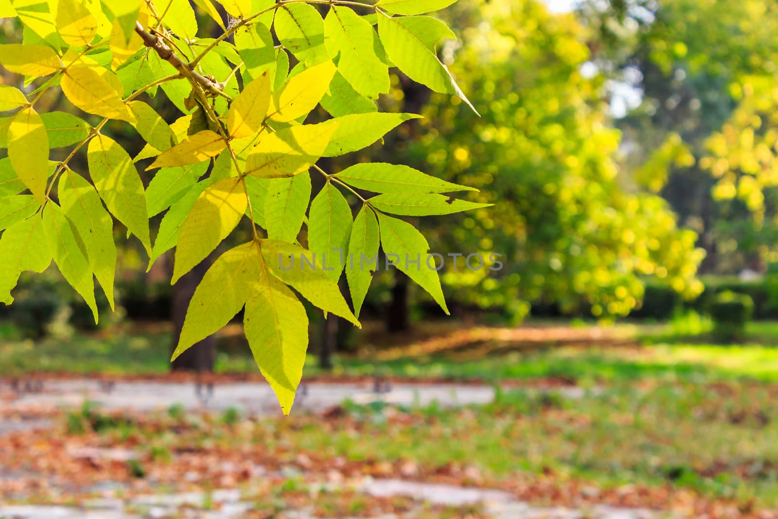 close-up of yellow green leaves on a blury background of city park in the autumn