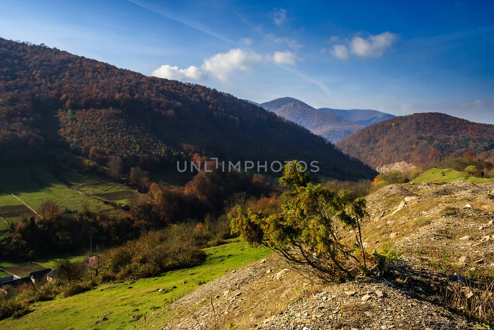 mountain autumn landscape. small tree on a rocky hillside.