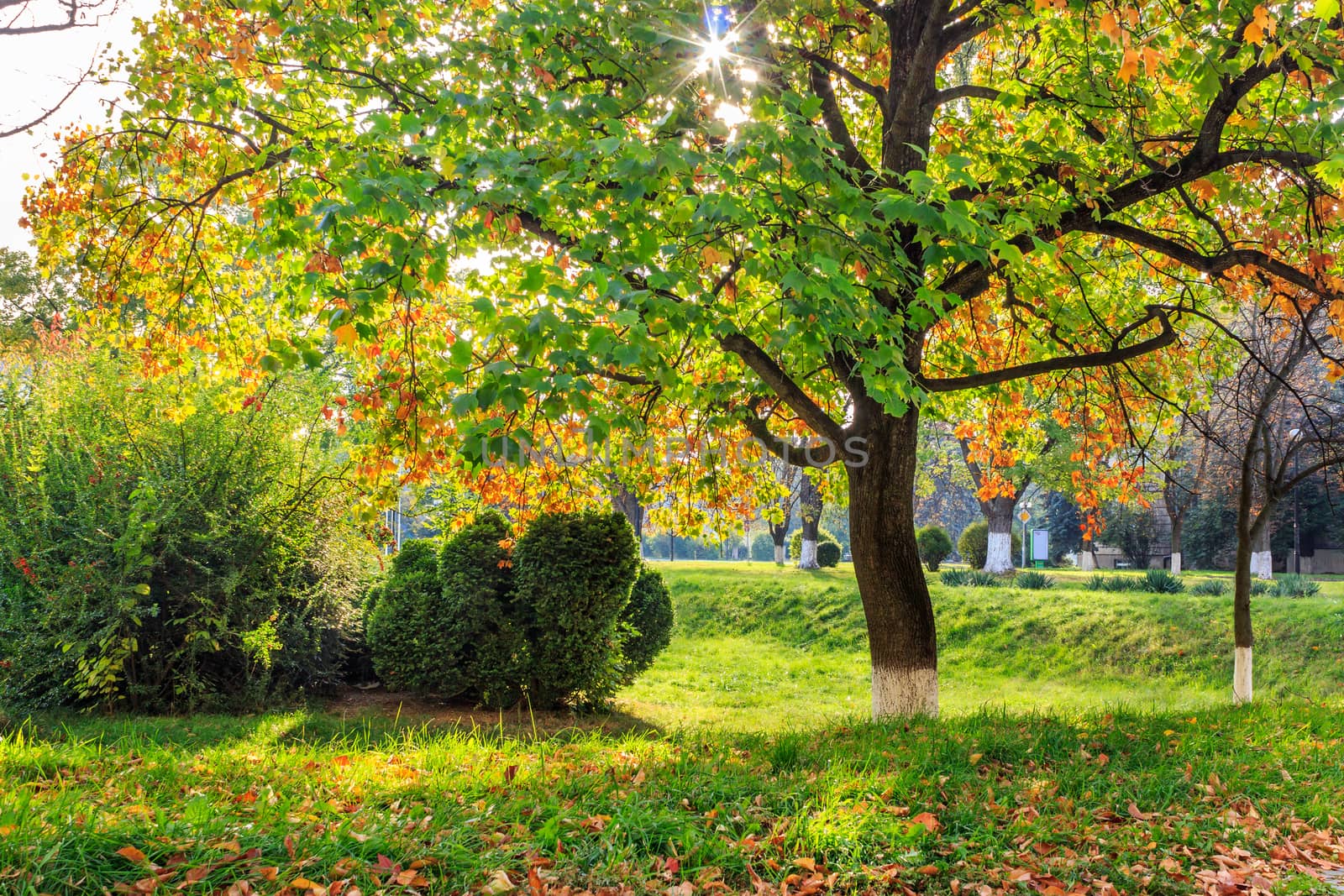 rays of the sun in the colorful leaves of trees in a city park in autumn