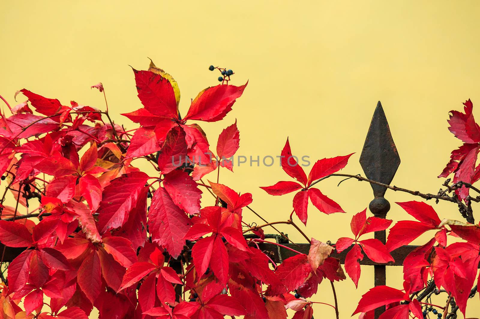 red foliage with blue berries on a metal fence