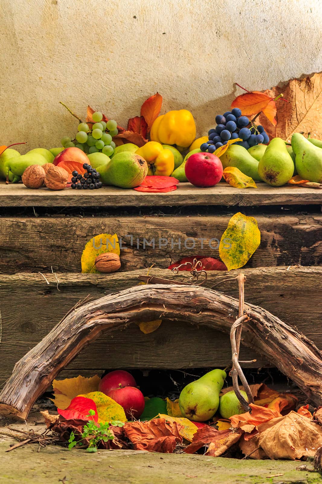 autumnal fruit still life with apples, pears, grapes, nuts in foliage  on board and vines background