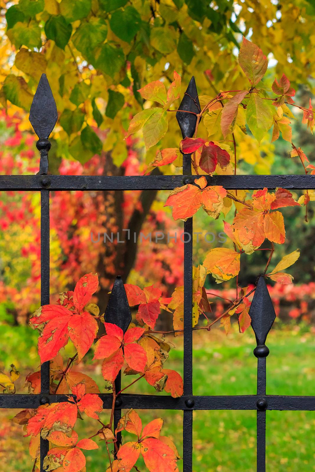 red foliage with blue berries on a metal fence