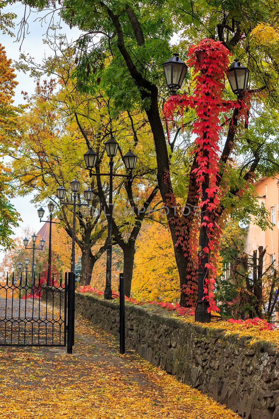 urban landscape. street of the old town is wet after rain, with yellow foliage, red ivy and street lamps