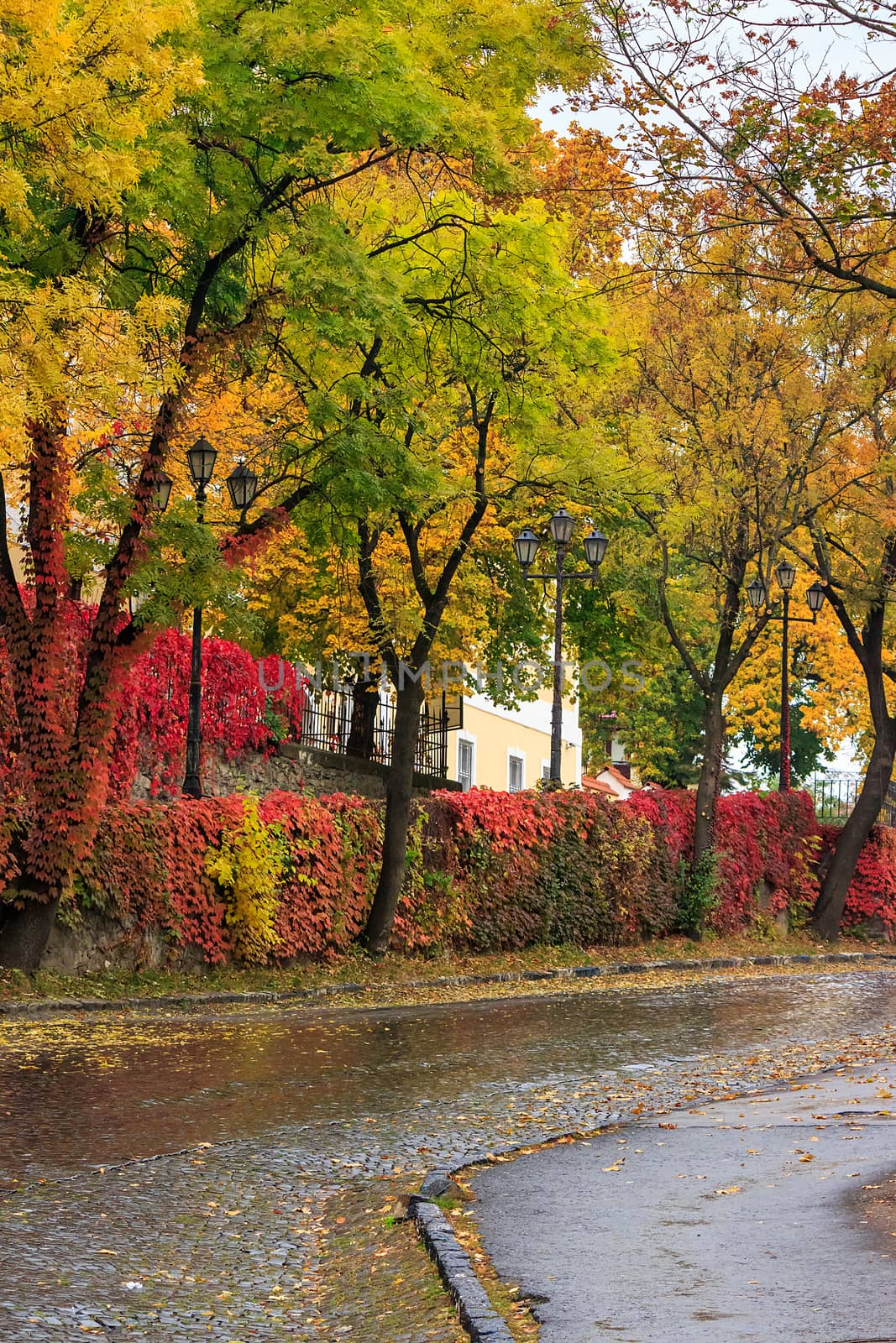 urban landscape. street of the old town is wet after rain, with yellowed trees, red ivy on the wall and street lamps