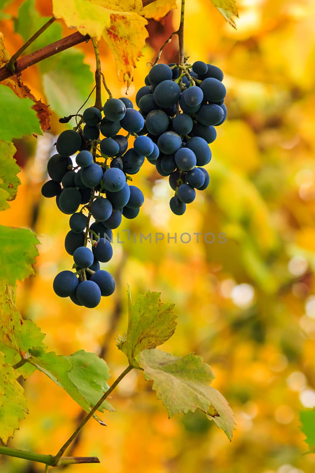 two fine sweet grapes on a soft background of yellow foliage
