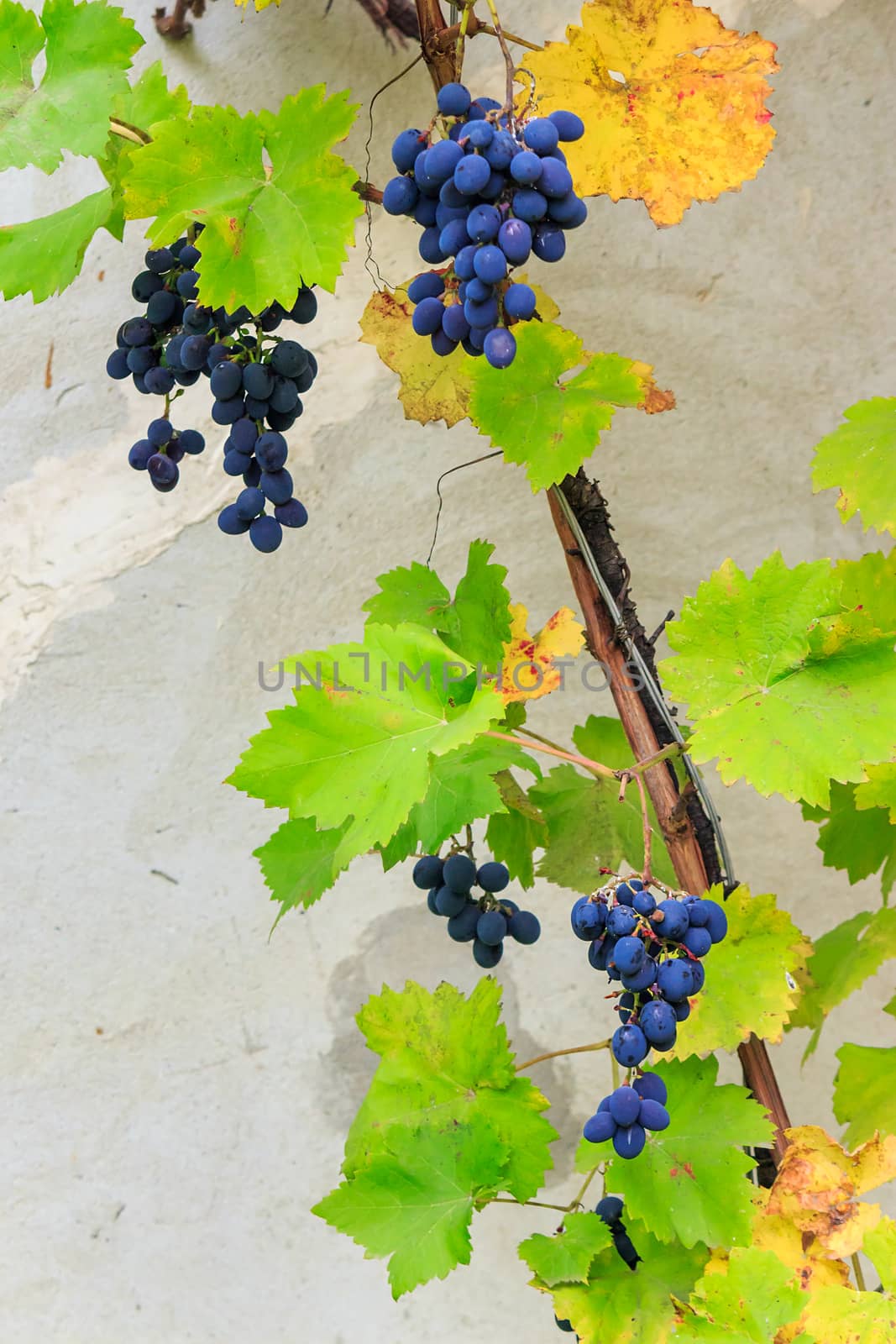 fine sweet grapes on the vine among the leaves on the grey wall  background