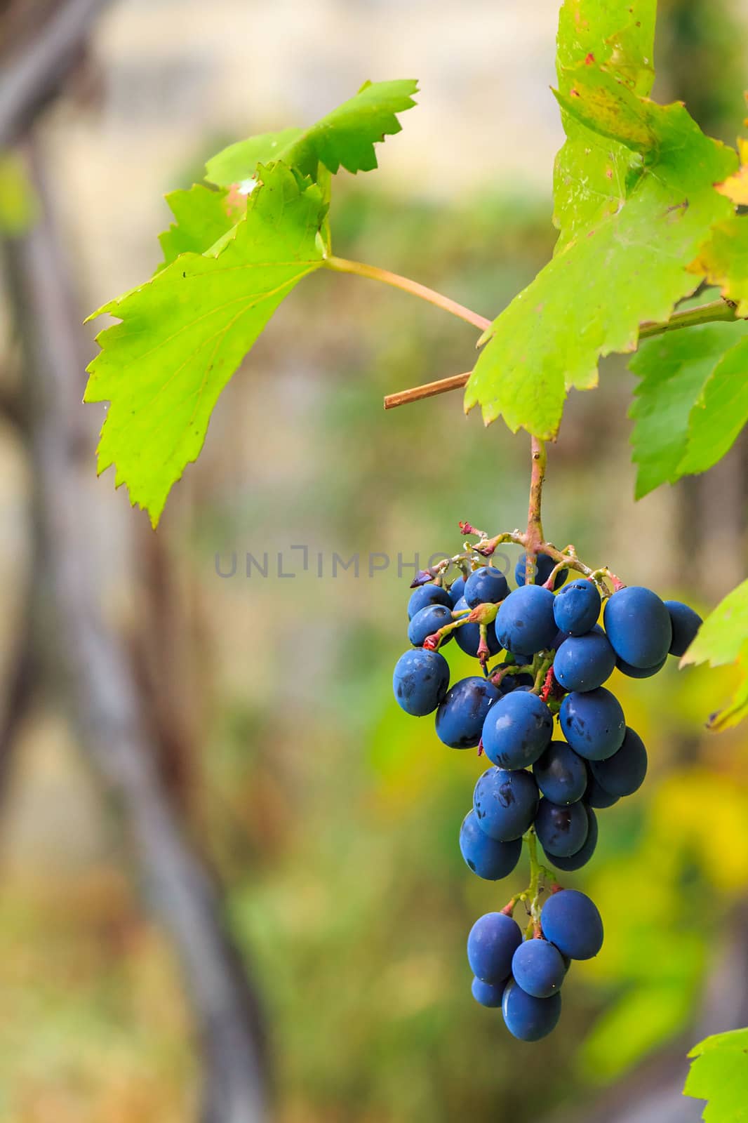 bunch of blue grapes with green leaves hanging on a vine in the vineyard abstract blurred background