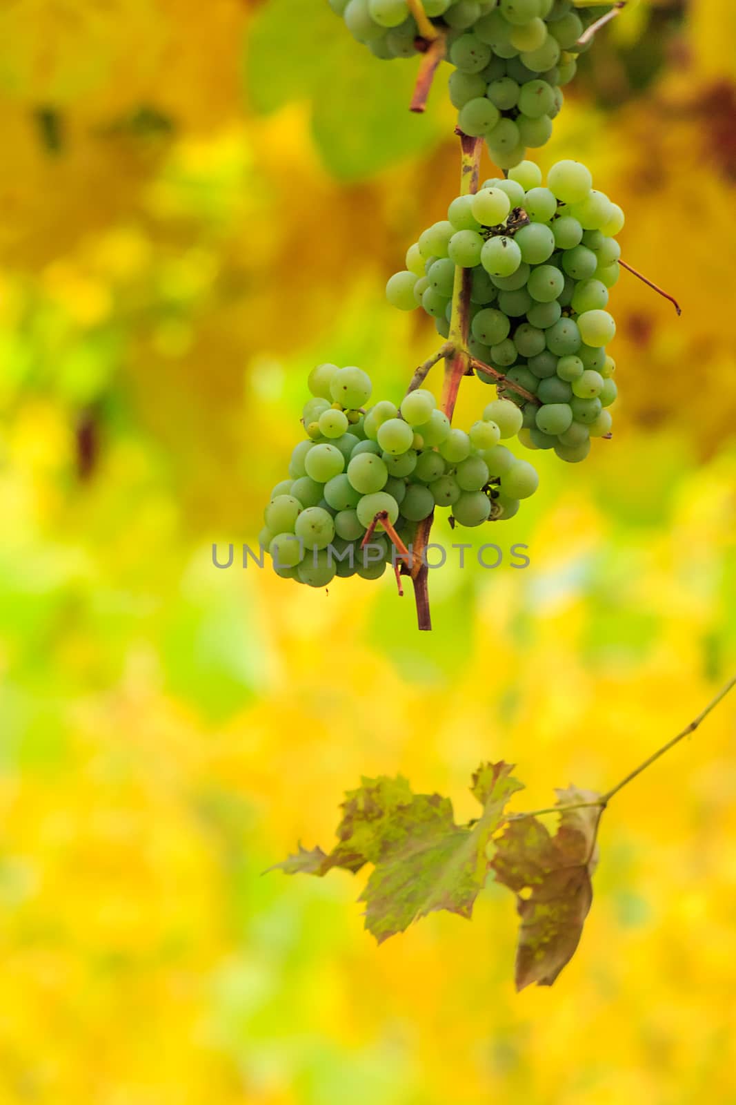 bunch of white grapes hanging on a vine in the vineyard abstract blurred background