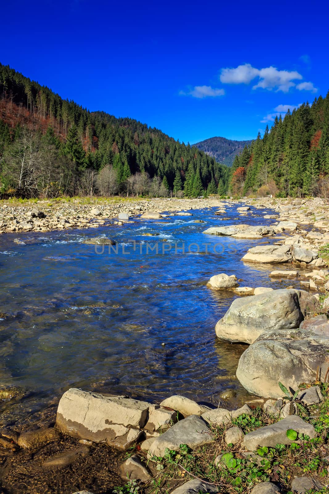 autumn landscape. rocky shore of the river that flows near the pine forest at the foot of the mountain.