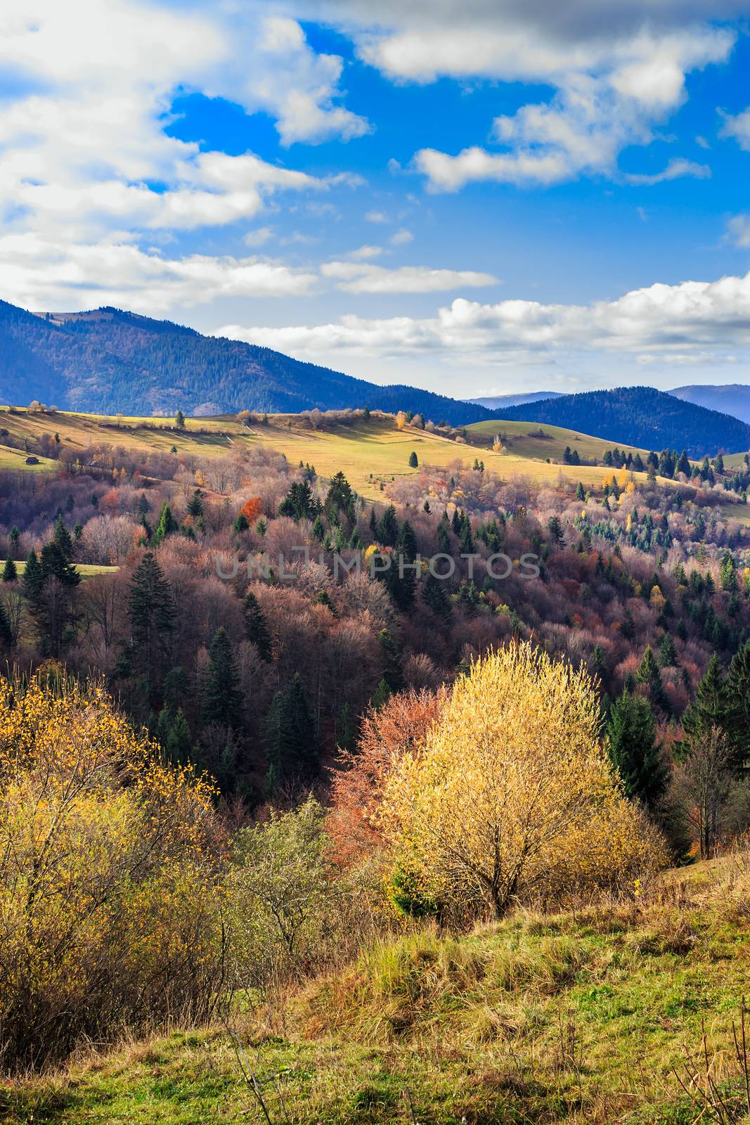 coniferous and yellowed trees in valley on a mountain hillside w by Pellinni