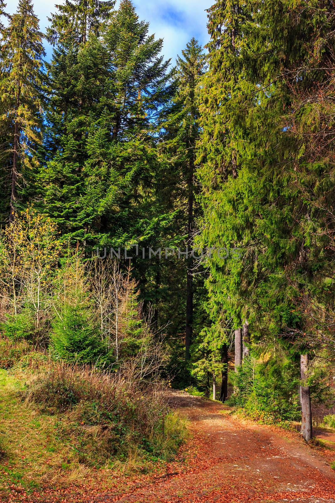 autumn landscape. footpath in the coniferous forest