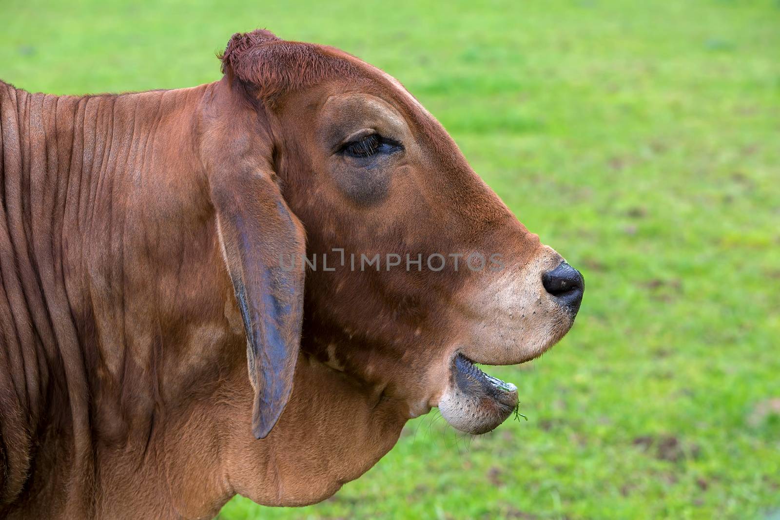 Brahman Cattle Smiling Side Profile Portrait by jpldesigns