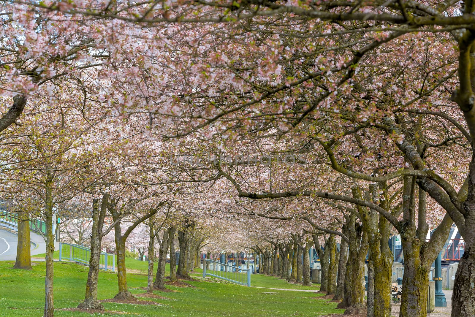 Rows of Cherry Blossom trees along Portland Oregon downtown waterfront park in Spring season