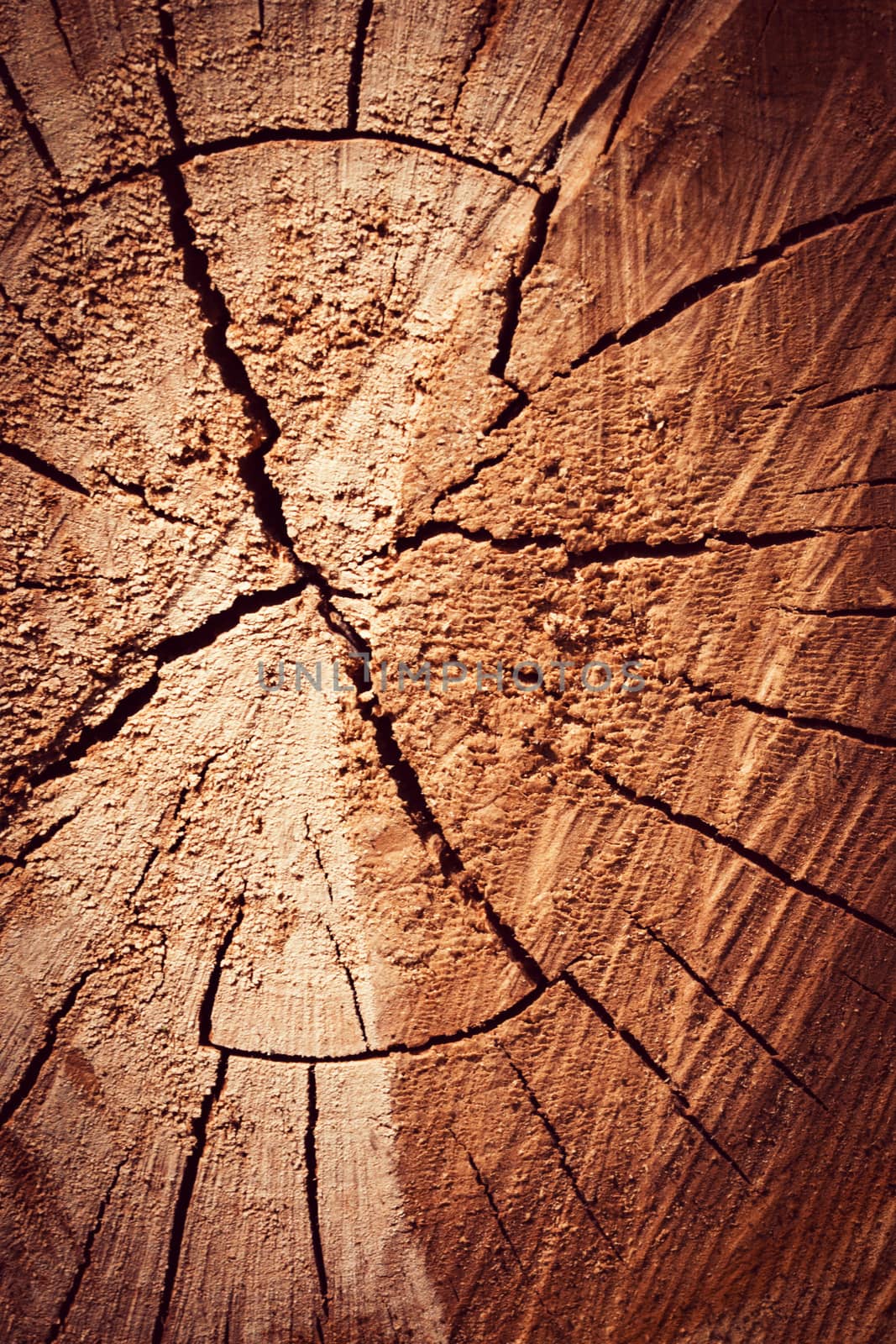 detail of sawn tree trunk by Ahojdoma