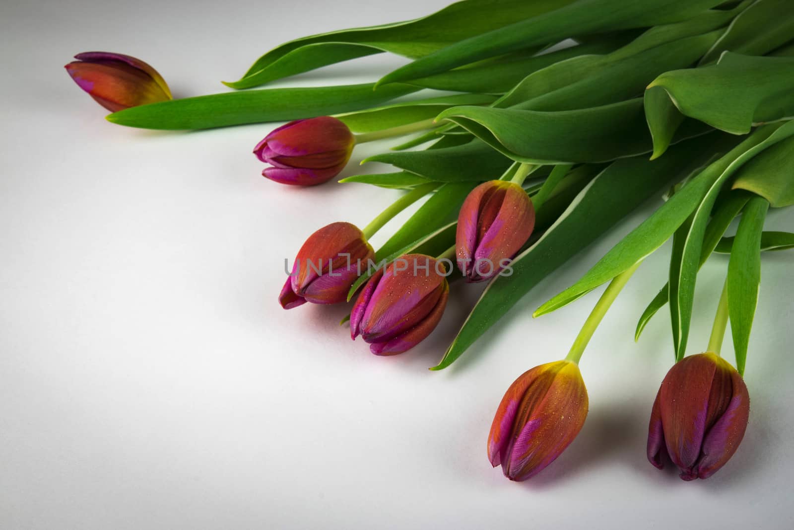 seasonal background spring tulips on a white background