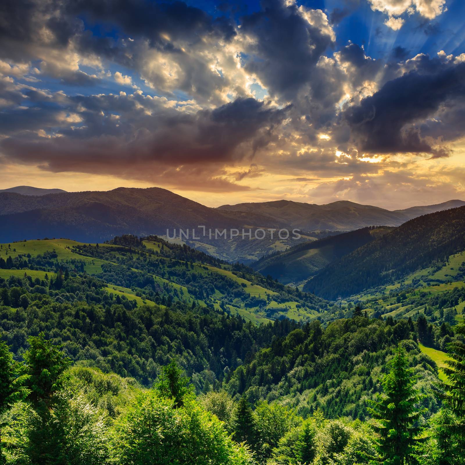 coniferous forest on a steep mountain range slope