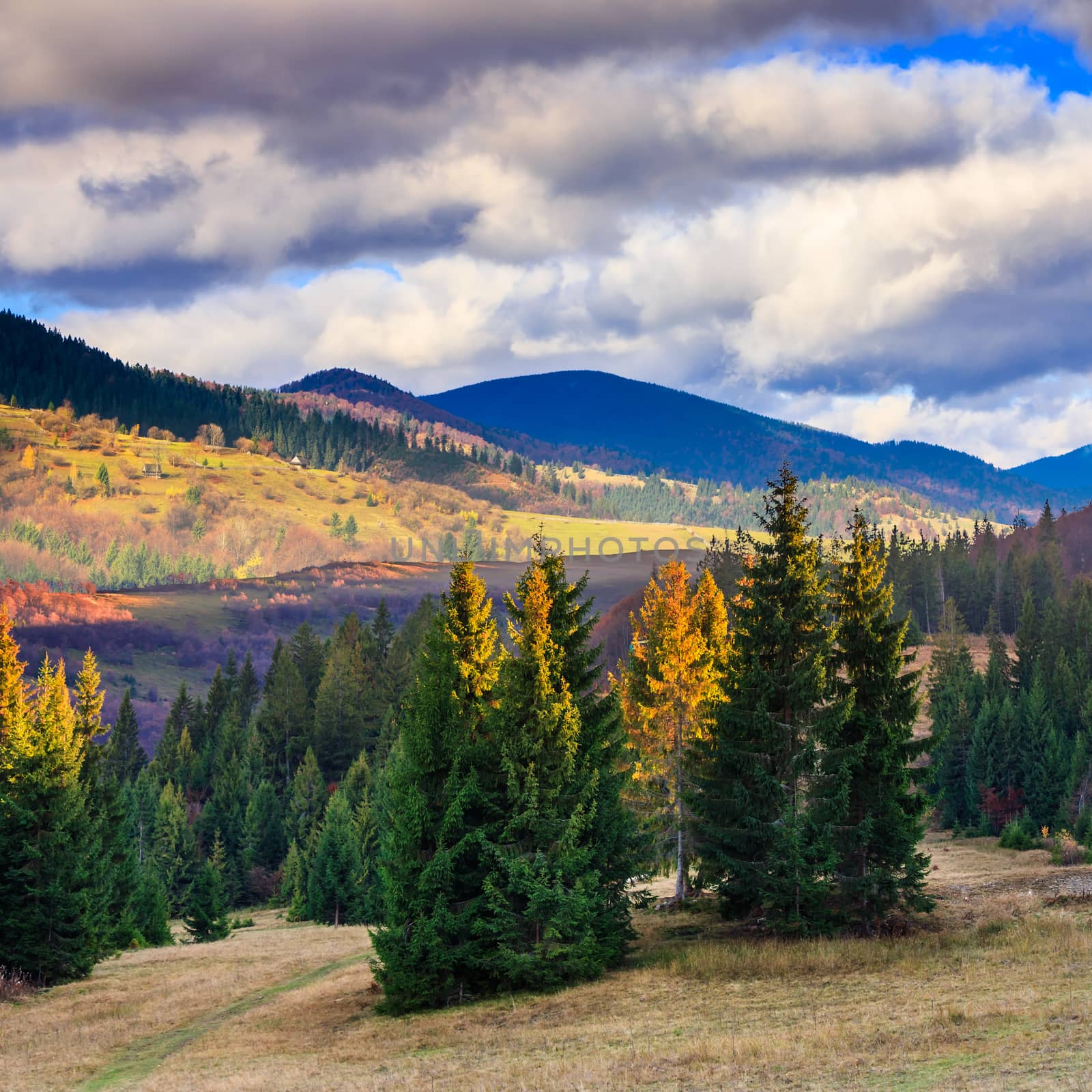 autumn landscape. forest on a hillside covered with red and yellow leaves. over the mountains against blue sky clouds