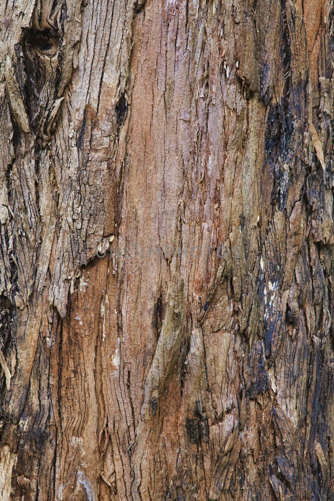 Closeup of the bark of an old tree