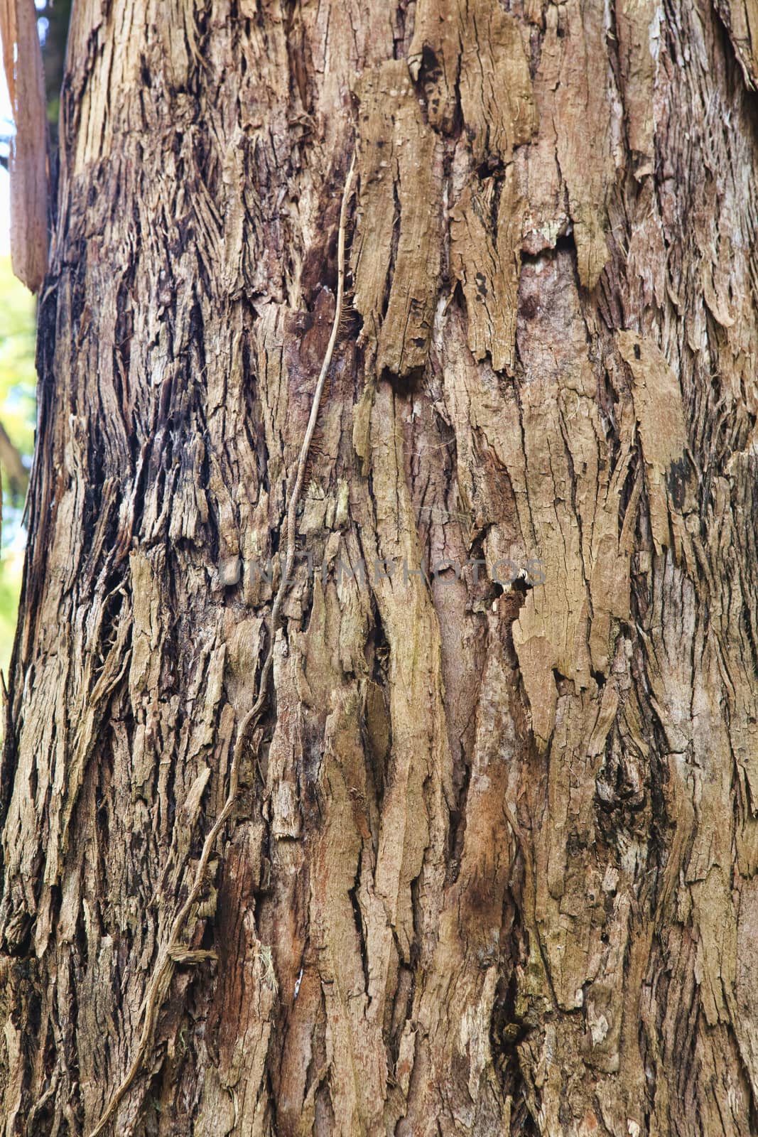 Closeup of the bark of an old tree by kalnenko