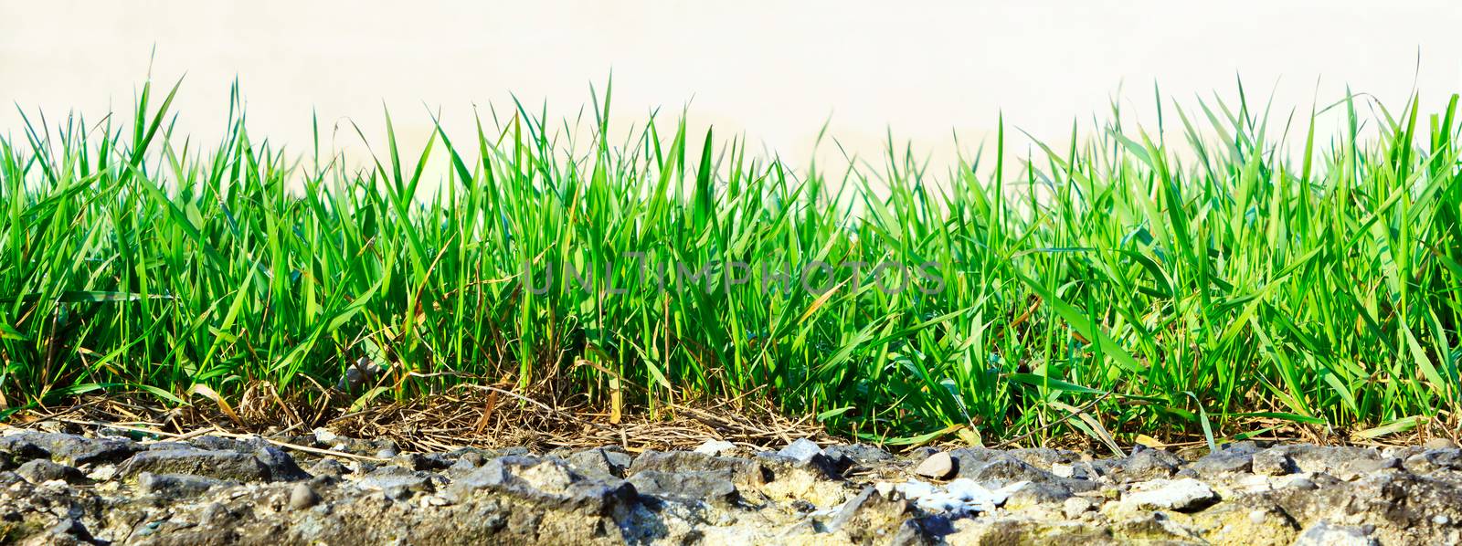fresh green grass growing out of stone on a light background