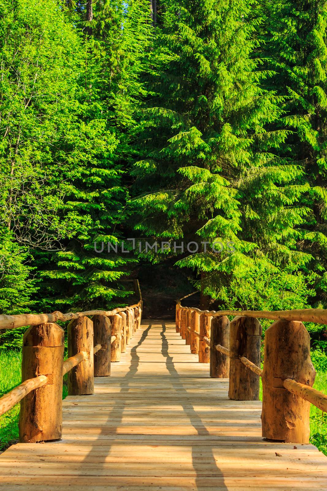 vertical wooden bridge disappears in forest by Pellinni