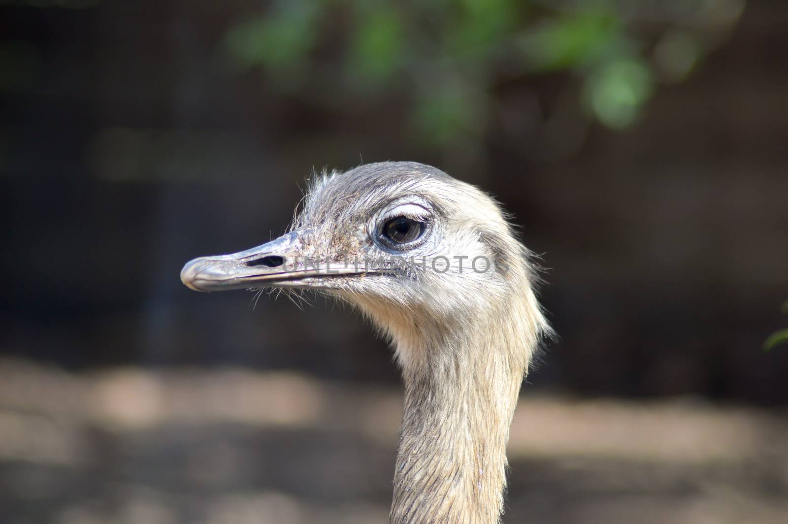 Head of a female ostrich in an animal park in France