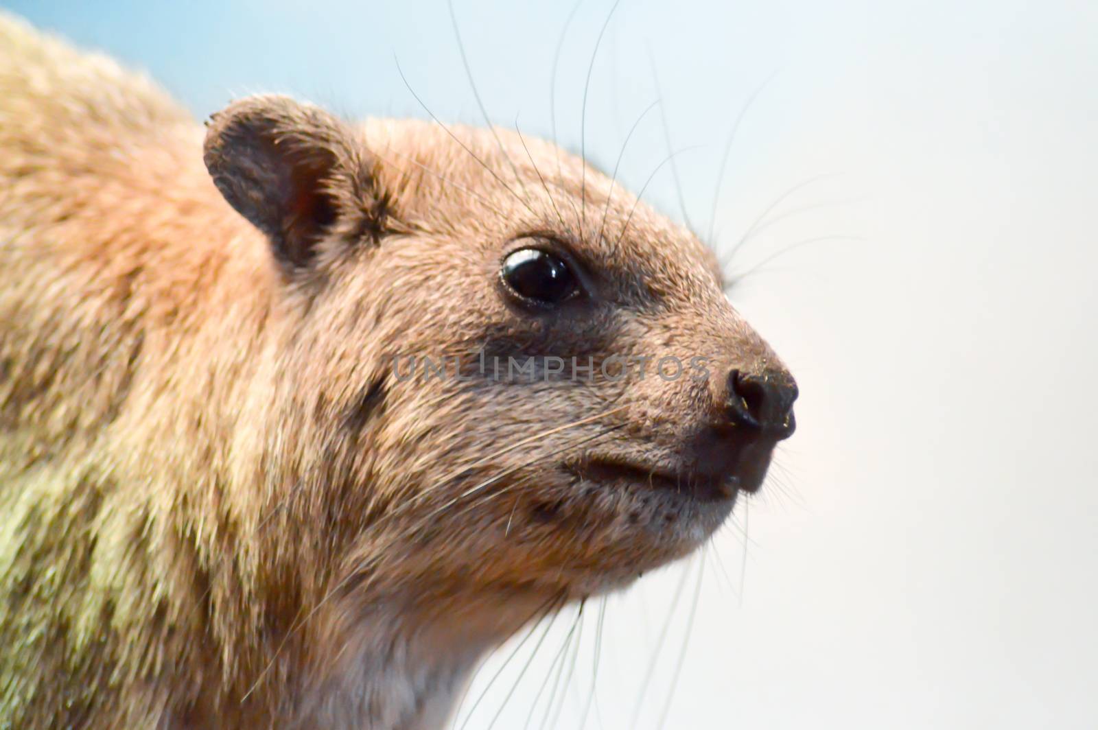 Close-up of the head of a Daman rocks in a wildlife park in France