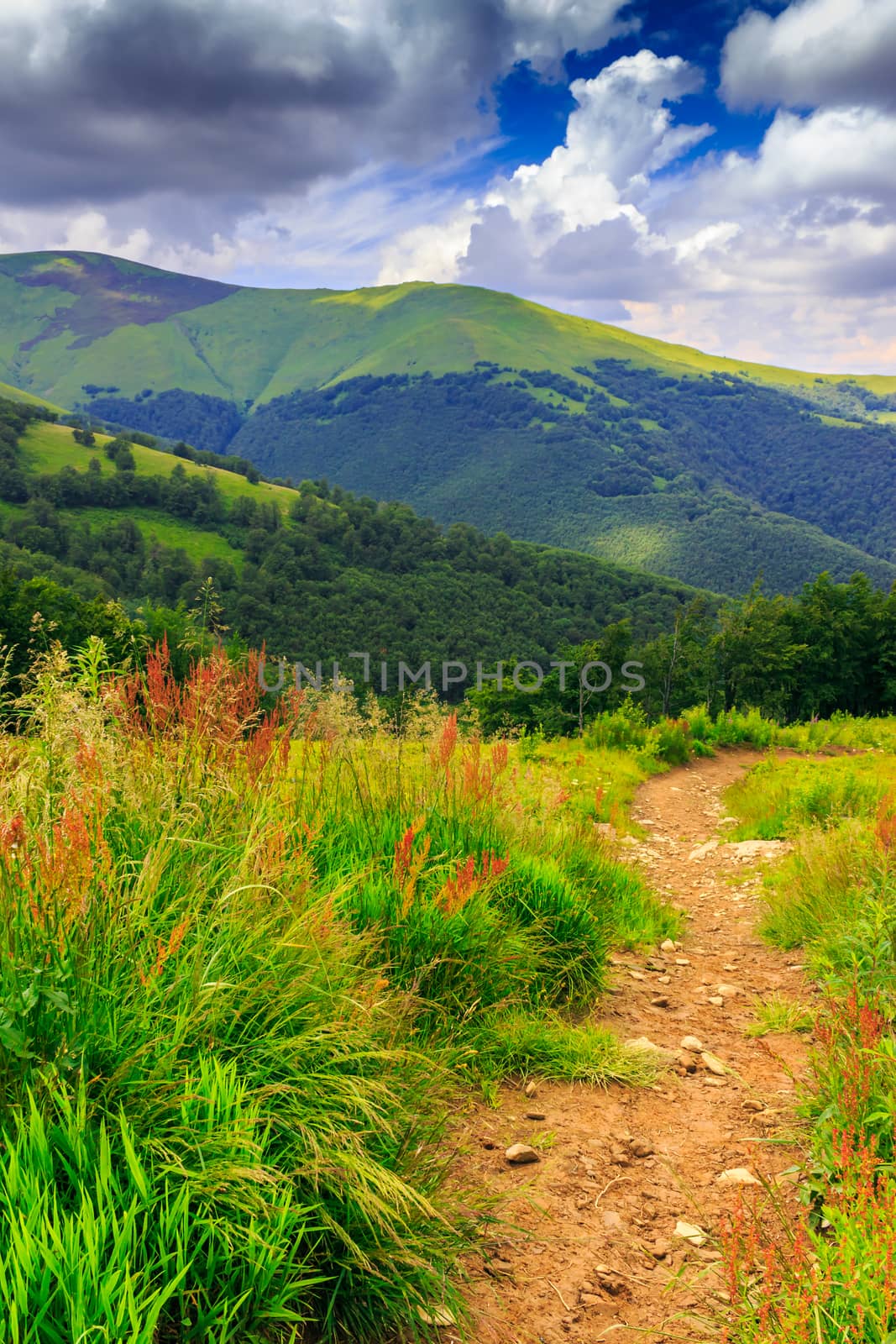 mountain path in the tall grass by Pellinni