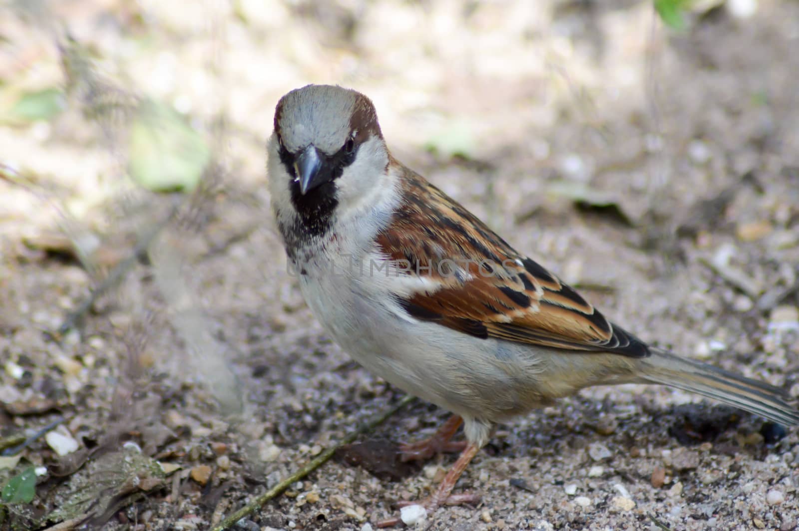 Sparrow posed on a sandy ground  by Philou1000