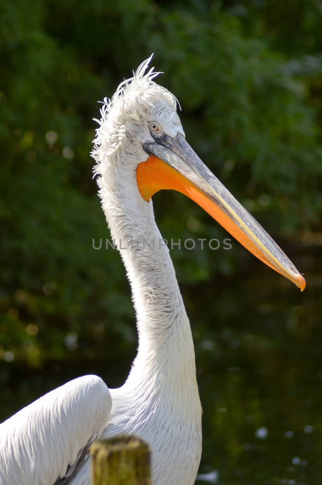 Pelican in front of a grove in an animal park in France