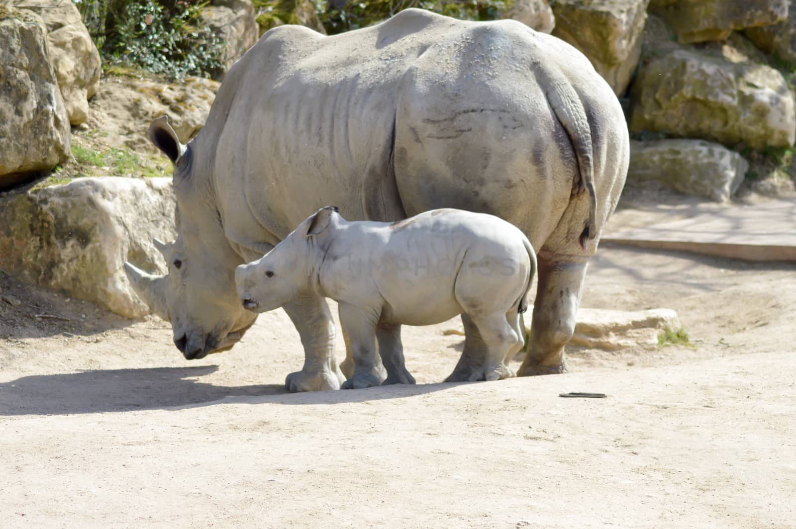 Young rhinoceros and mum on a rock background in a wildlife park in France