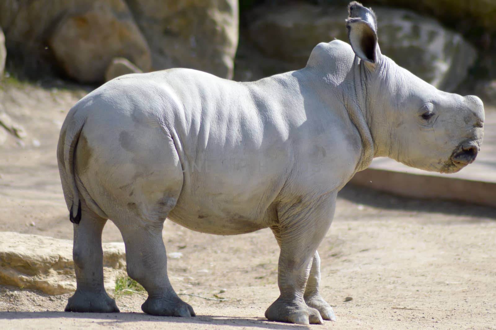 Young rhinoceros on a rock background in a wildlife park in France