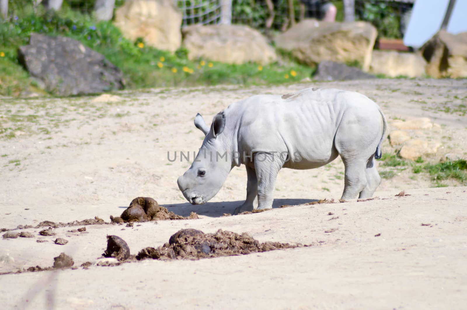 Young rhinoceros on a rock background in a wildlife park in France