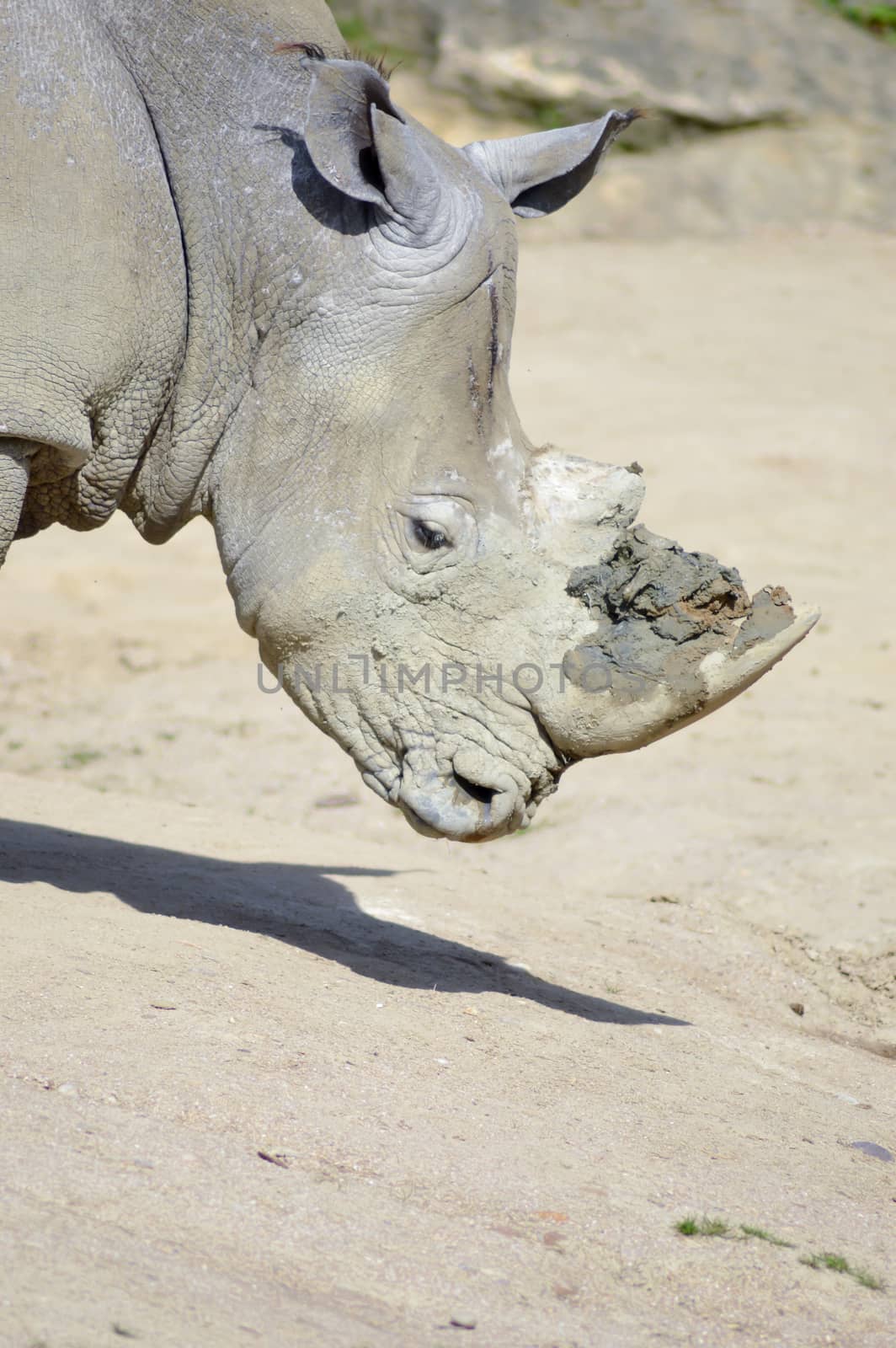 Rhinoceros head on a rock background in an animal park in France