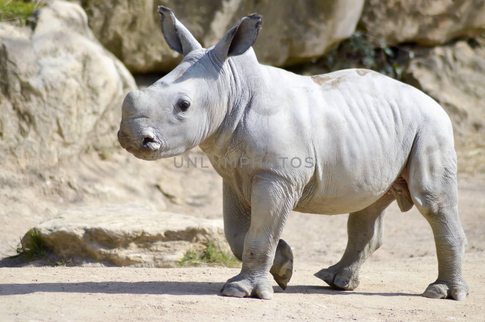 Small rhinoceros on a rock background  by Philou1000