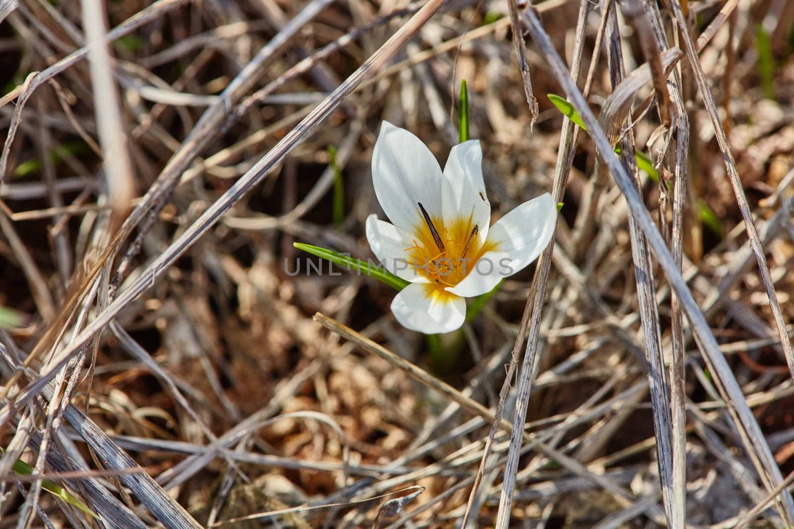 Crocus flowers