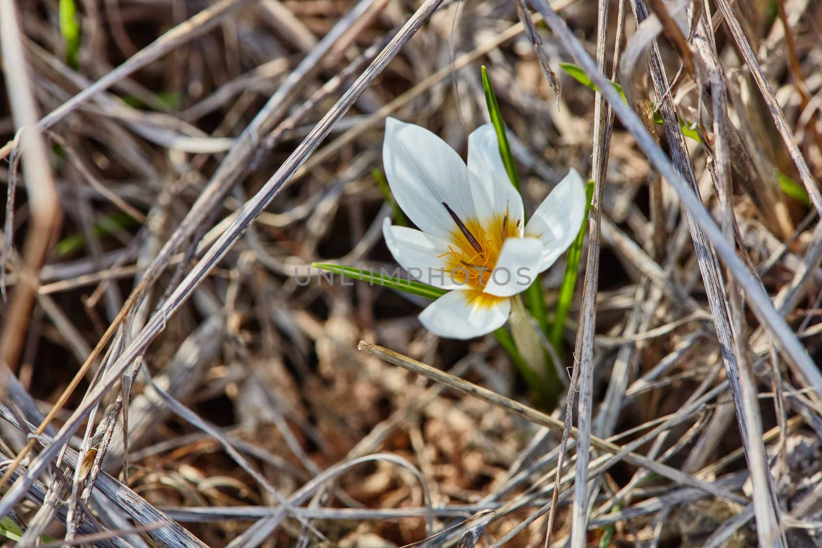 Crocus flowers