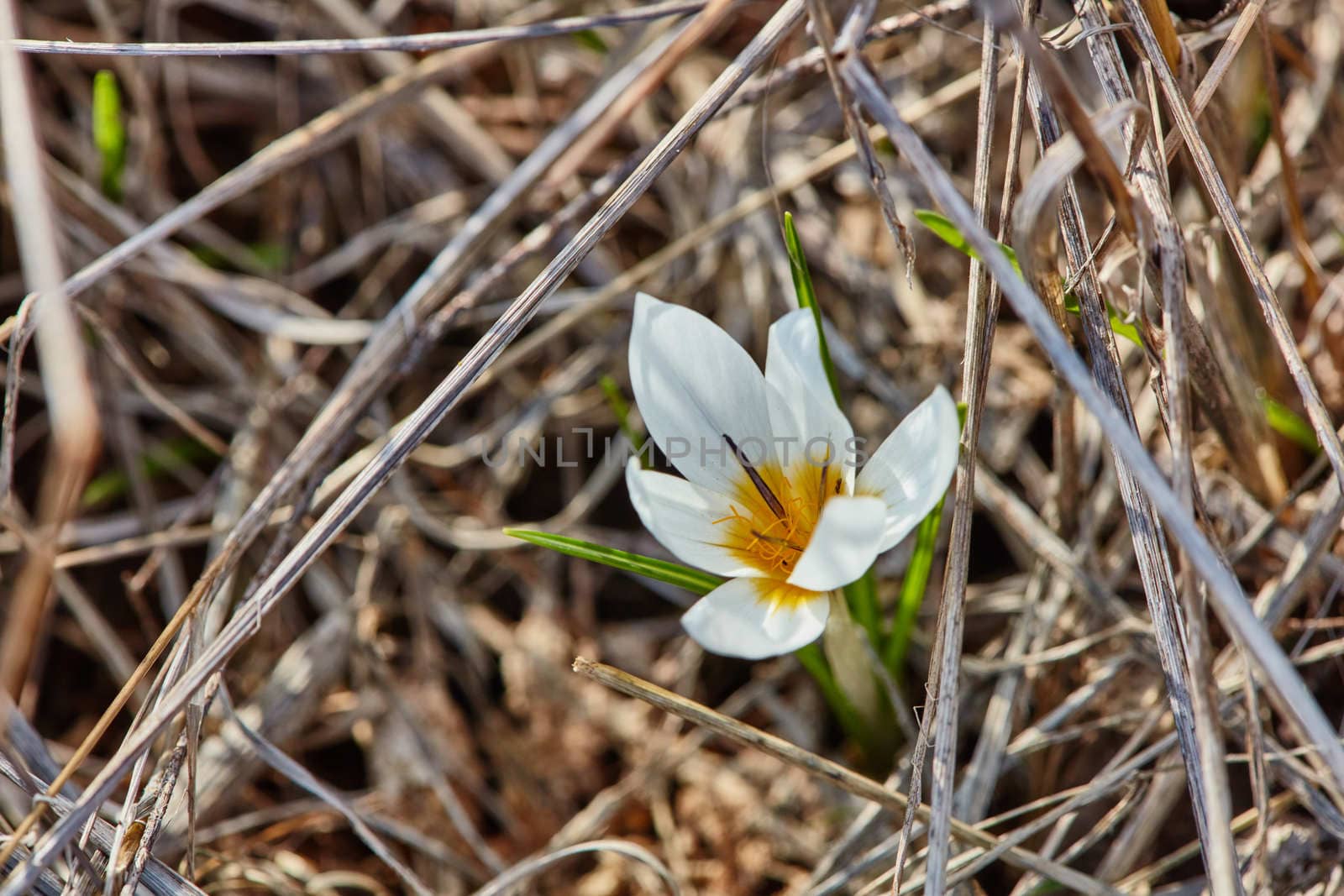 Crocus flowers