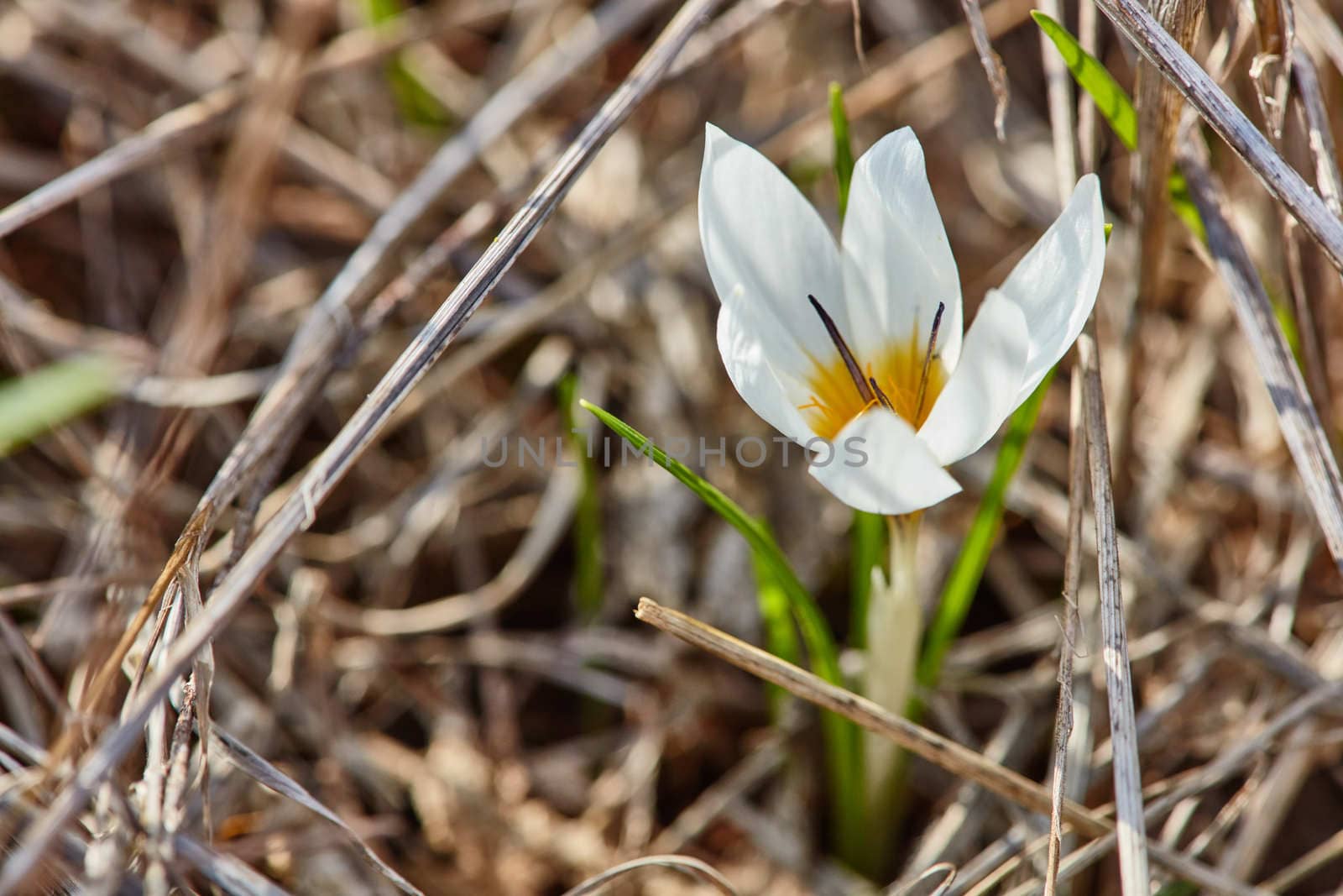 Crocus flowers