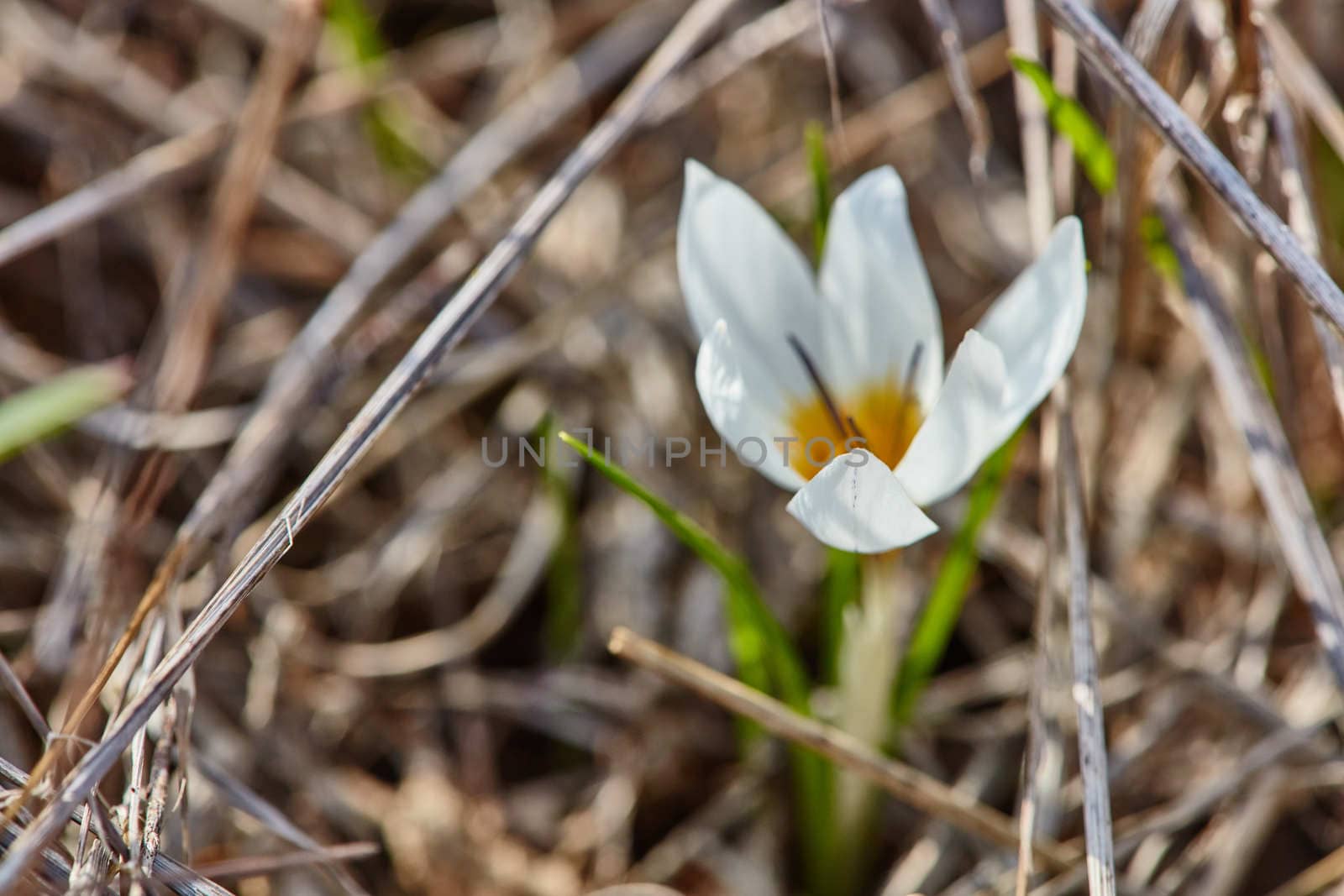 Crocus flowers