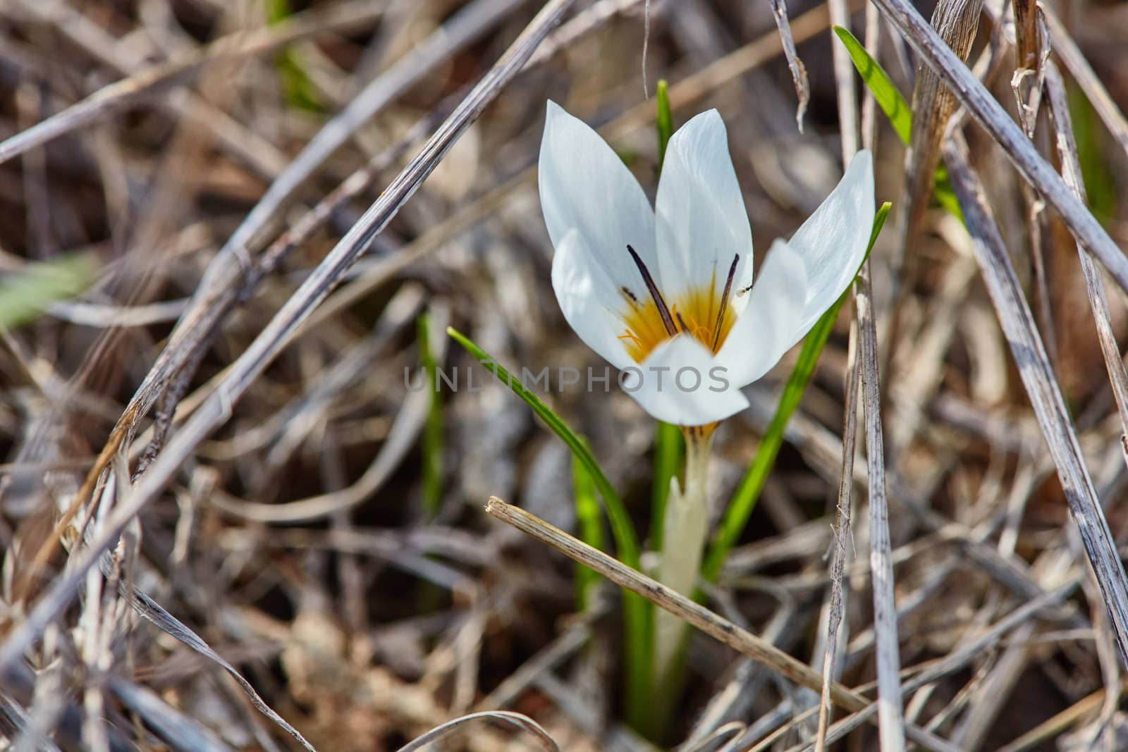 Crocus flowers