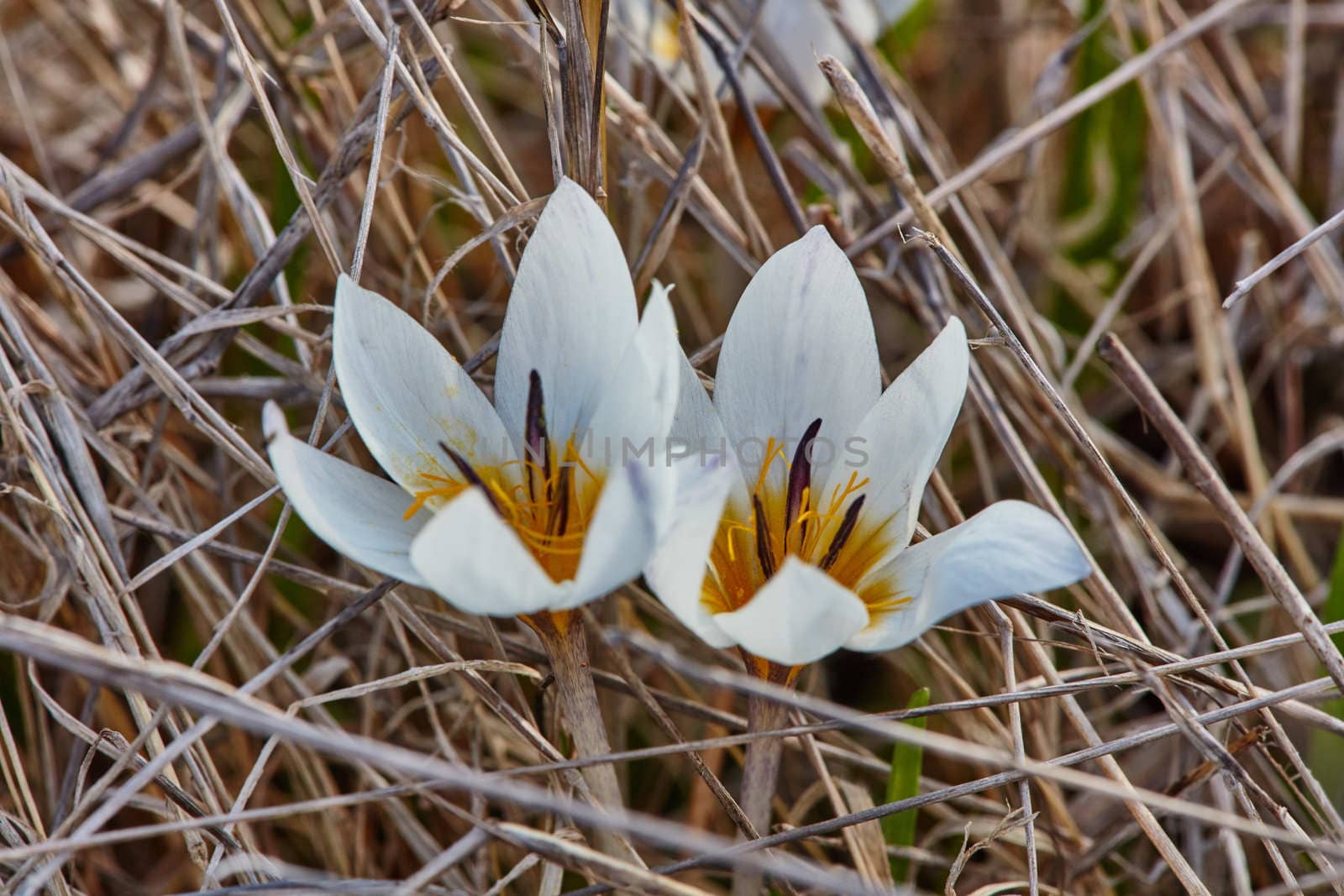 Crocus flowers