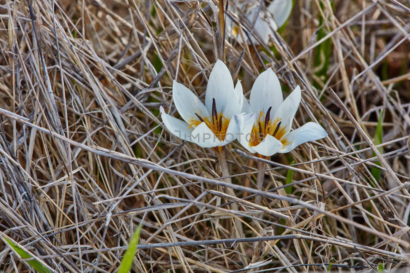 Crocus flowers