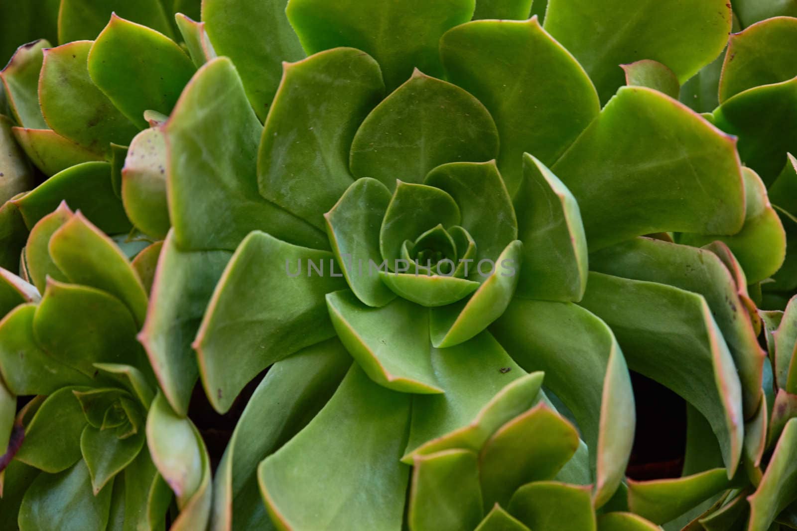 Green Agava