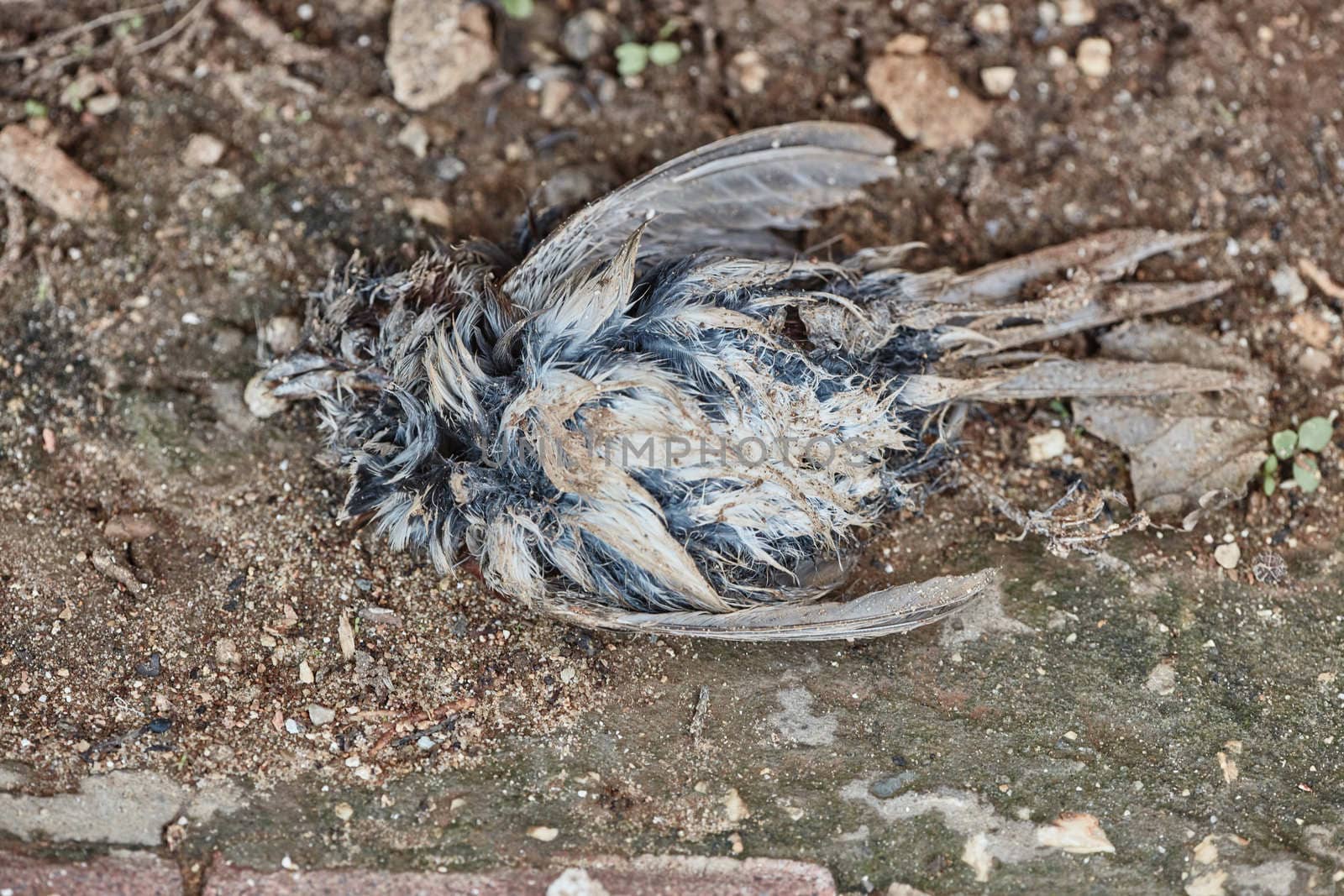 Dead bird corpse lying on the ground rotten