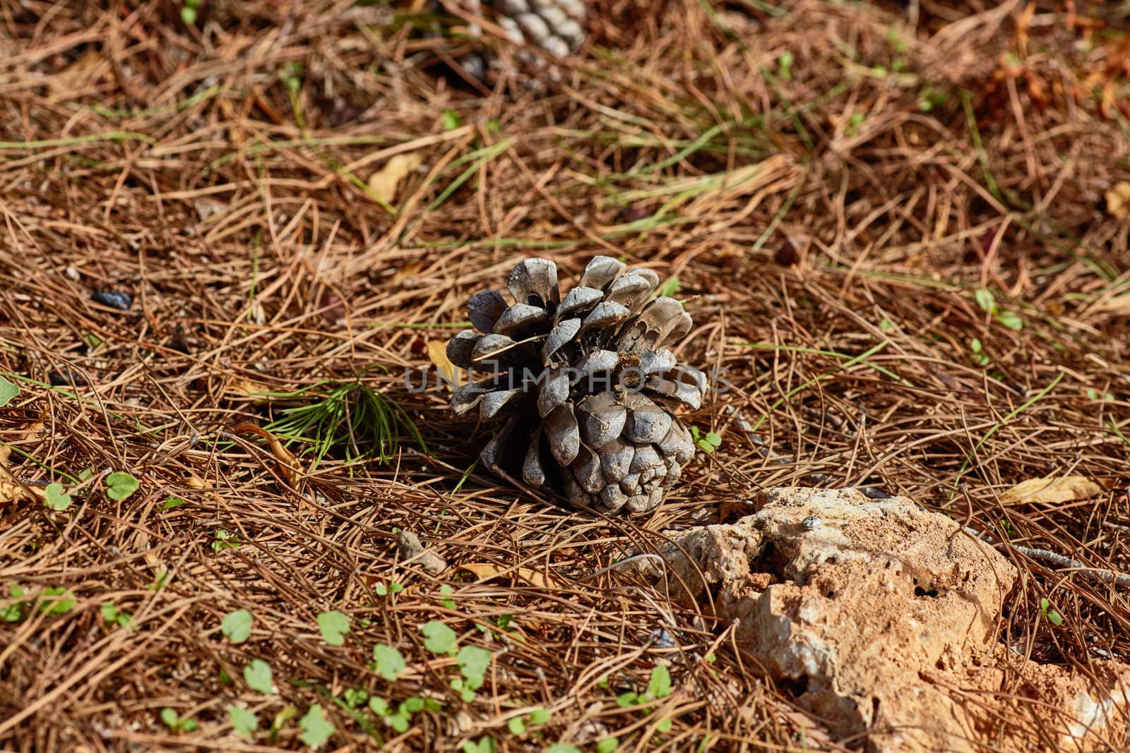 Pinecone on the ground
